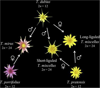 Transcriptome Dynamics of the Inflorescence in Reciprocally Formed Allopolyploid Tragopogon miscellus (Asteraceae)